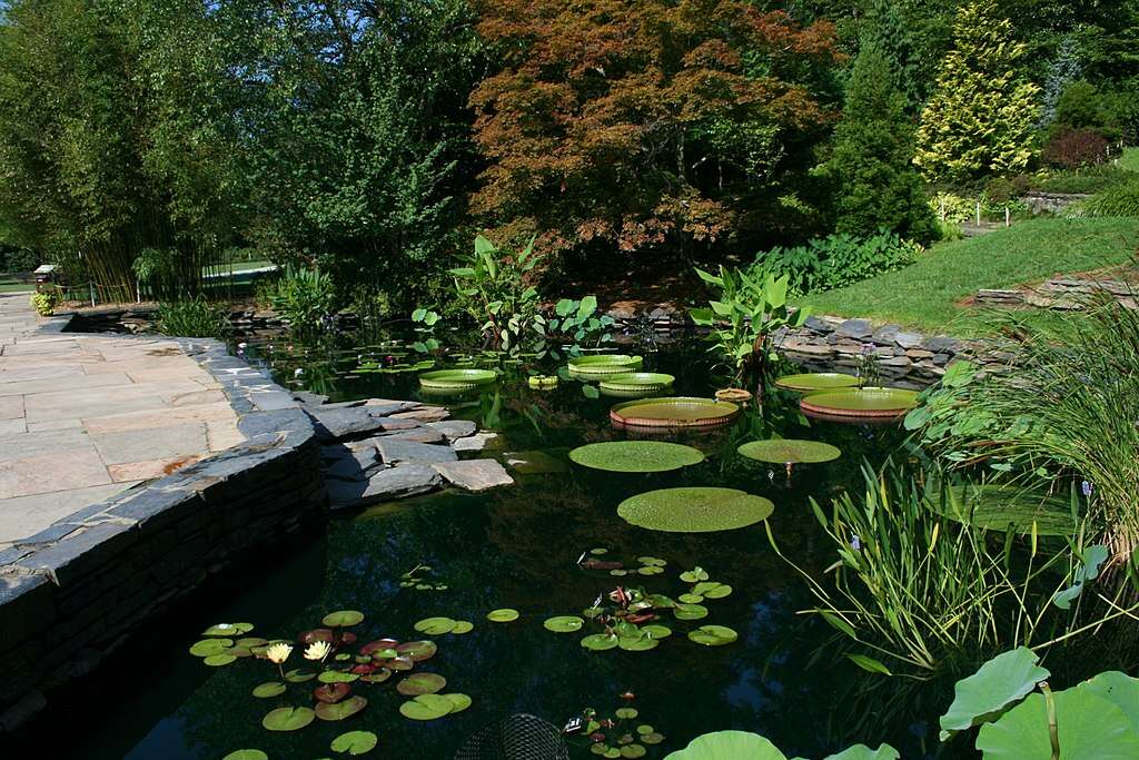 Greenman-Pond-original-image-from-Lily_pond_at_Duke_Gardens_2