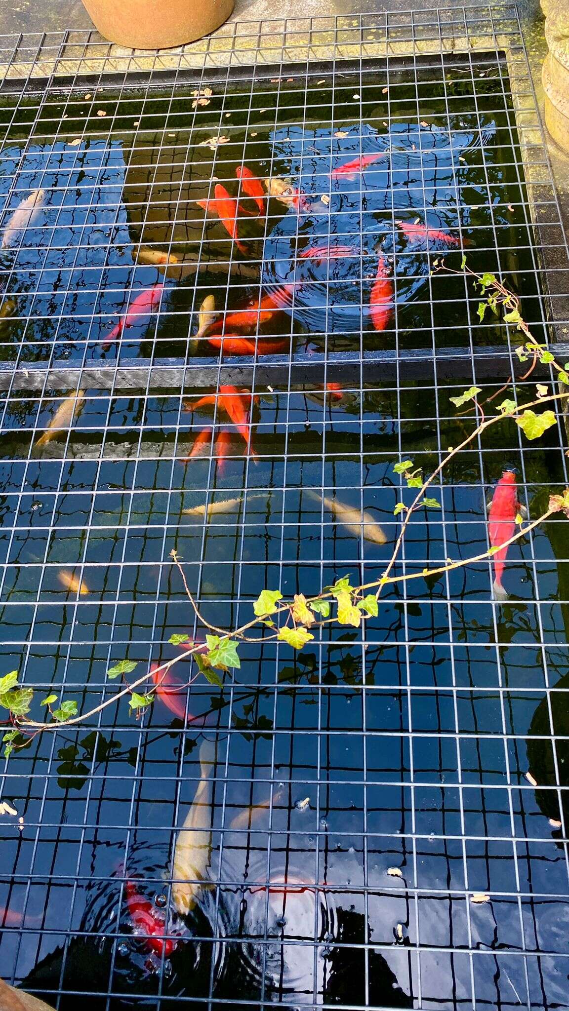 Biologische vijververzorging