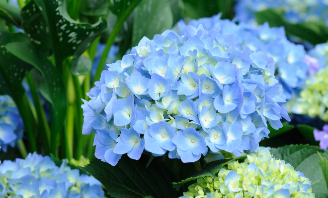 Hortensia