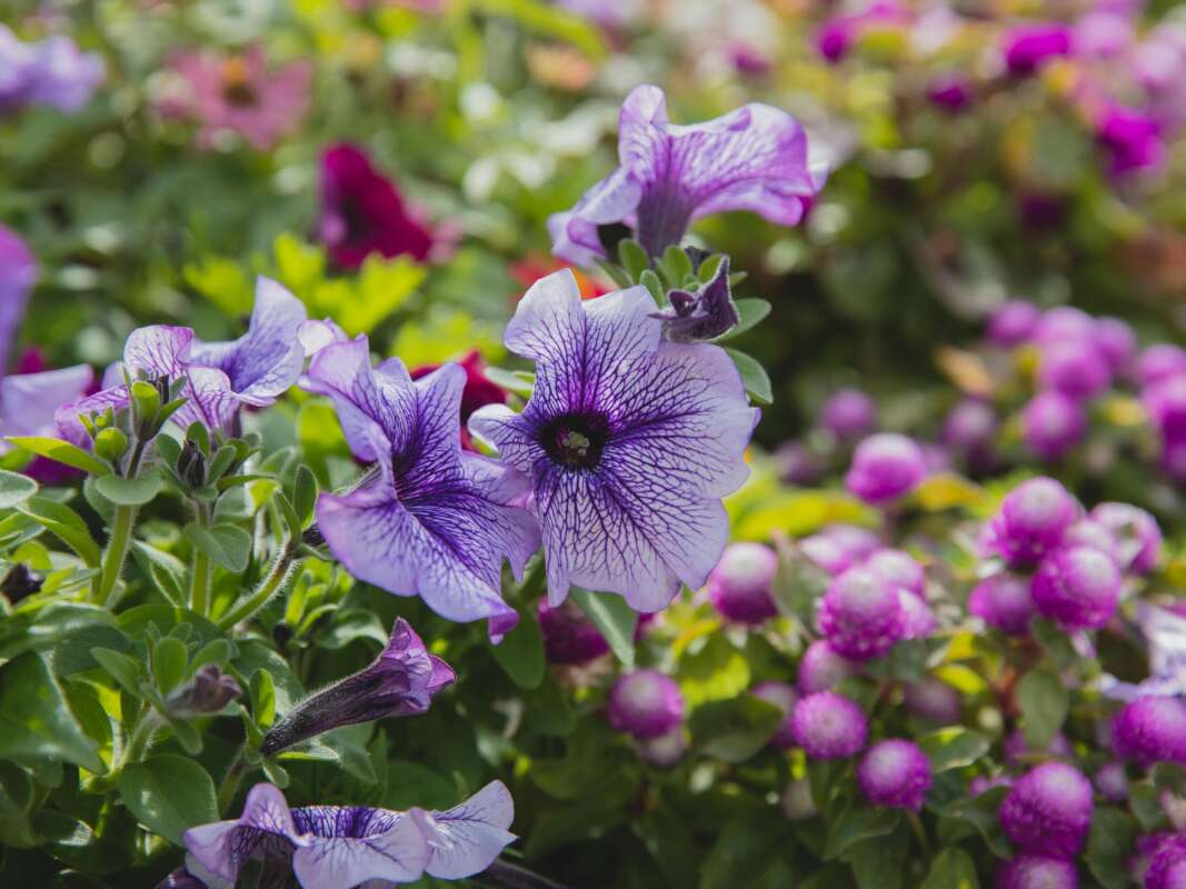 Verzorging petunia