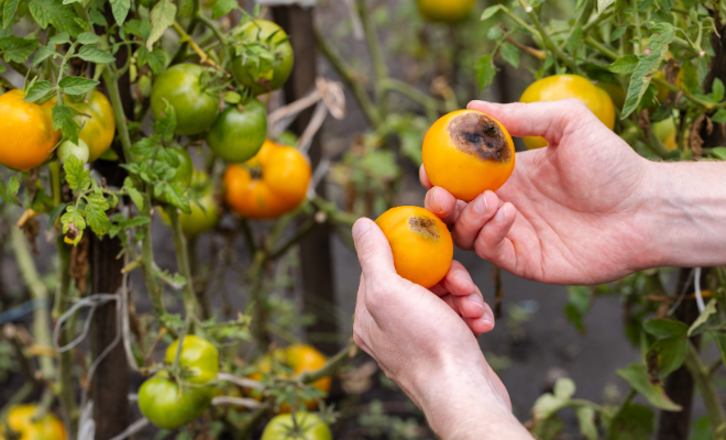 Tomaten rot