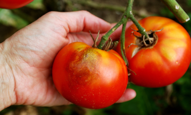 Tomaten rot