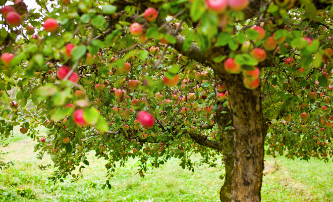 Appelboom