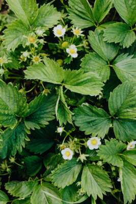 Aardbeien planten in volle grond