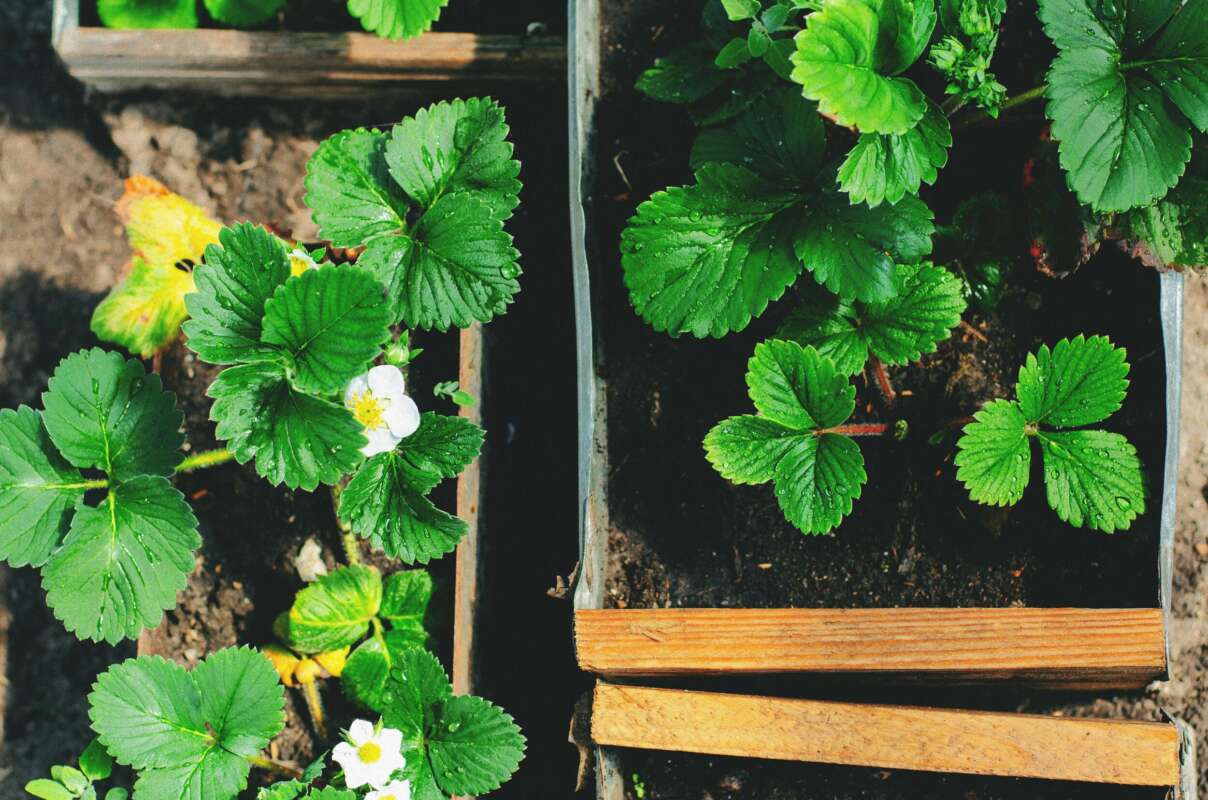 Aardbeien planten in volle grond