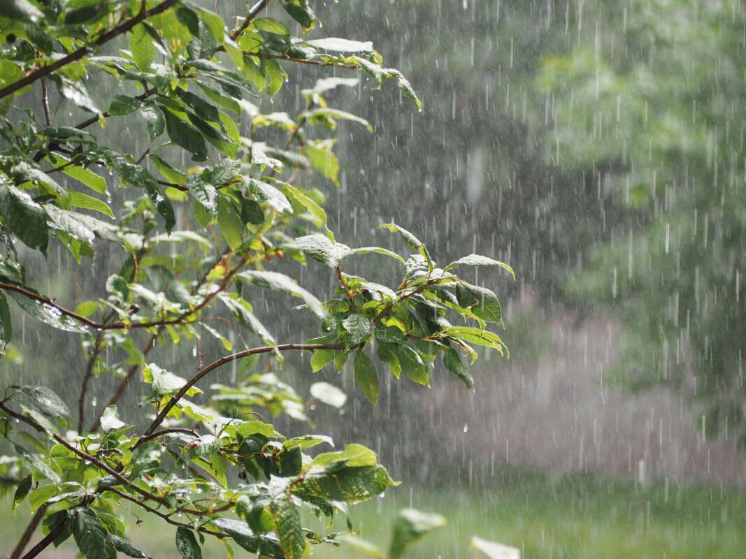 Regen in de tuin